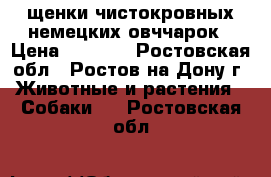 щенки чистокровных немецких овччарок › Цена ­ 5 500 - Ростовская обл., Ростов-на-Дону г. Животные и растения » Собаки   . Ростовская обл.